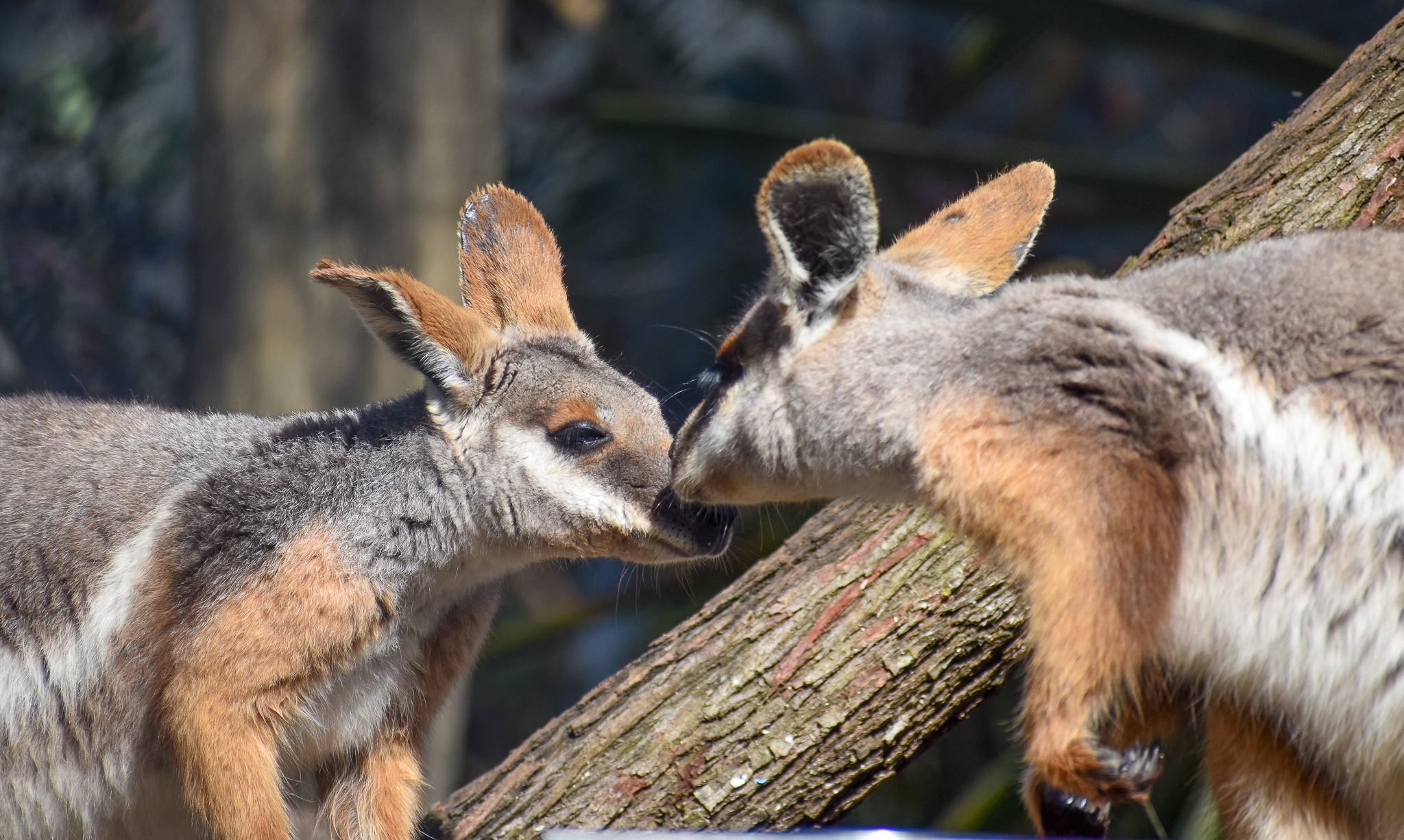 Yellow-footed Rock-Wallabies