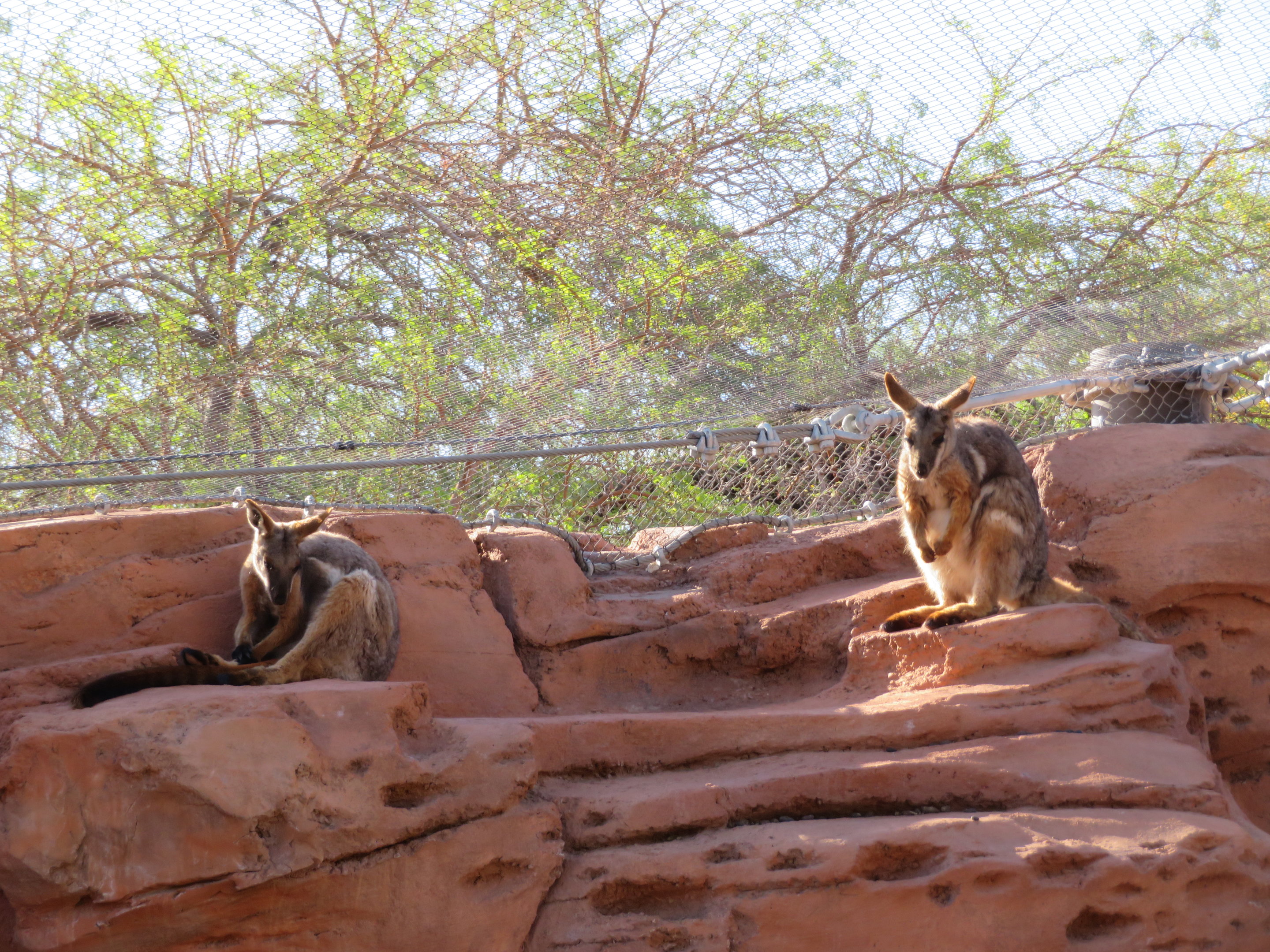 Yellow-footed Rock Wallabies