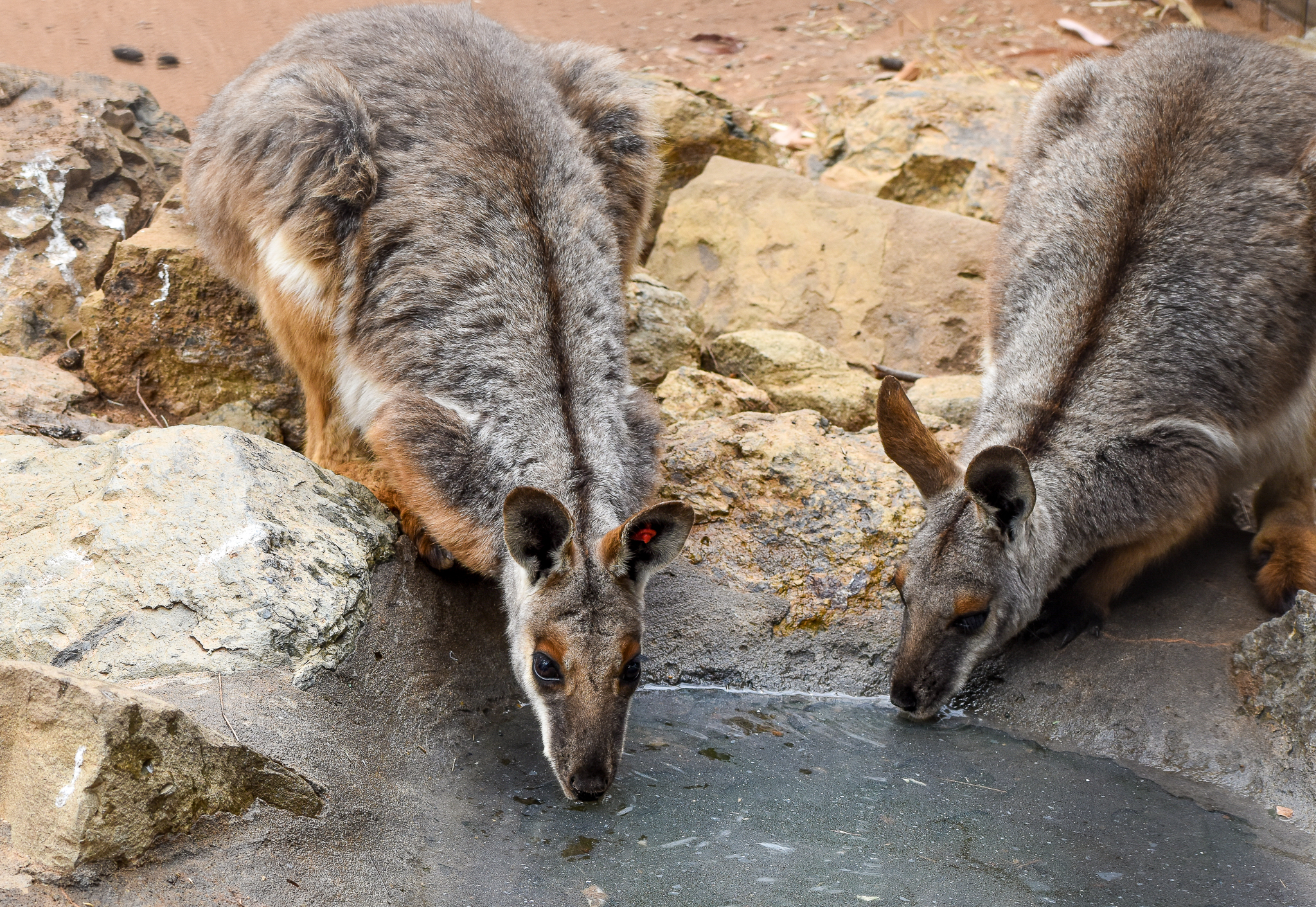 Yellow-footed Rock-Wallabies