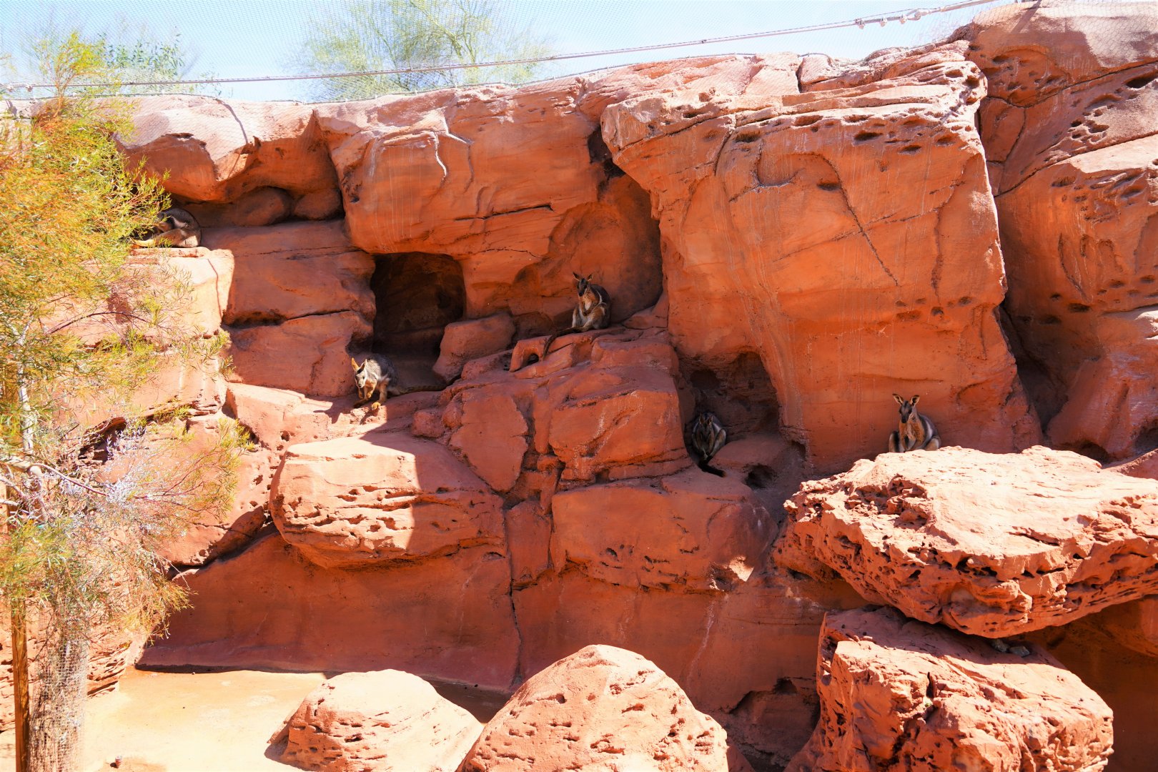 Yellow-footed rock-wallabies