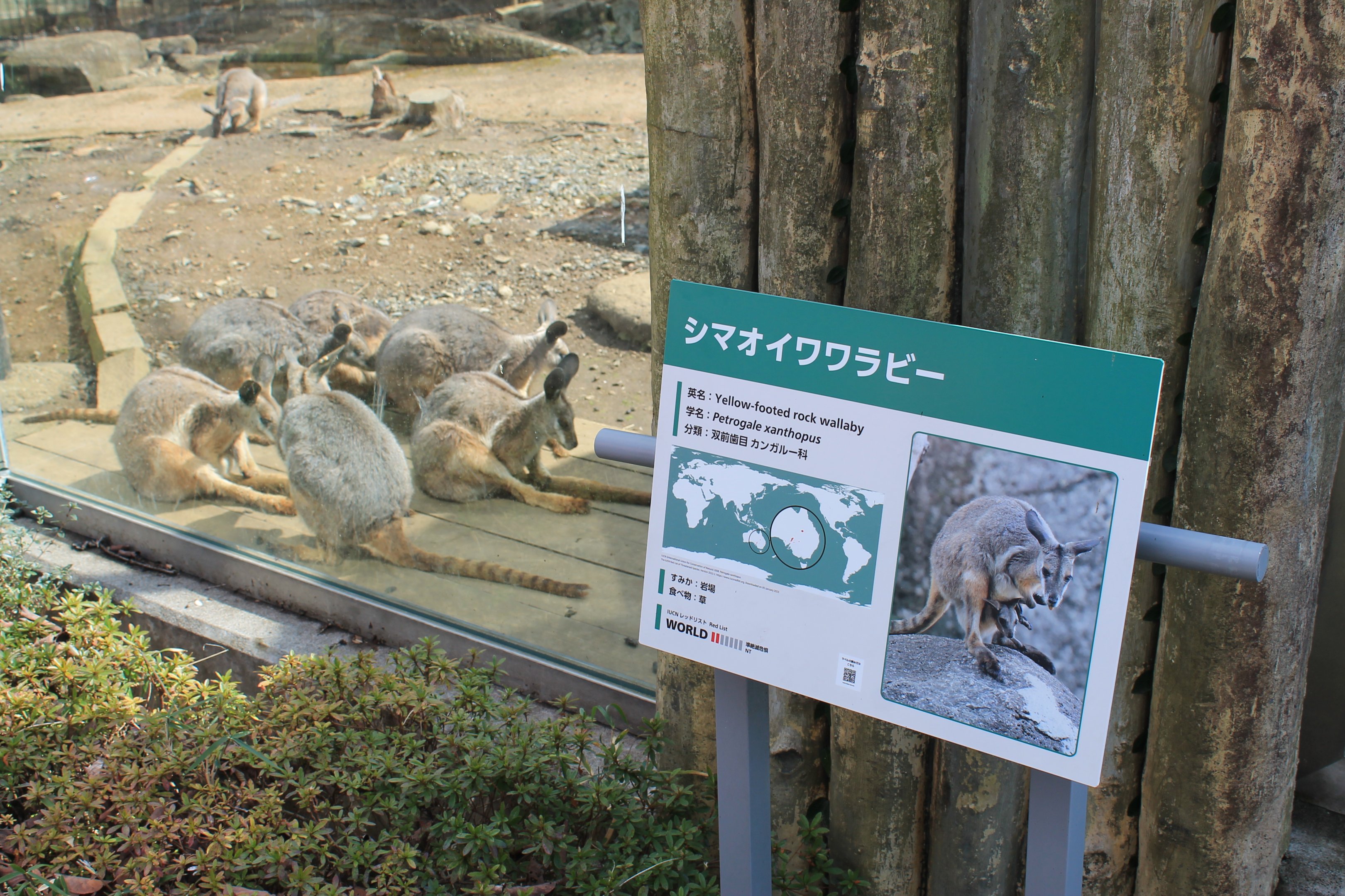 Yellow-footed Rock Wallabies