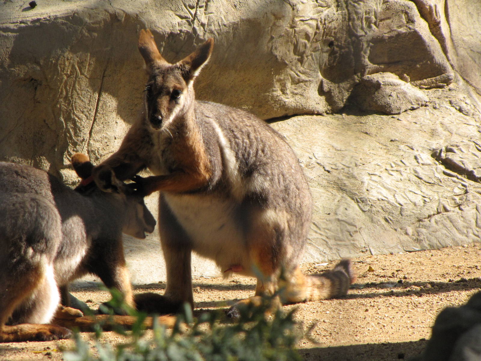 Yellow-footed Rock Wallabies