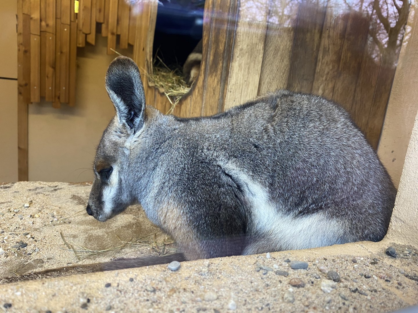 Yellow-footed rock wallaby 021219