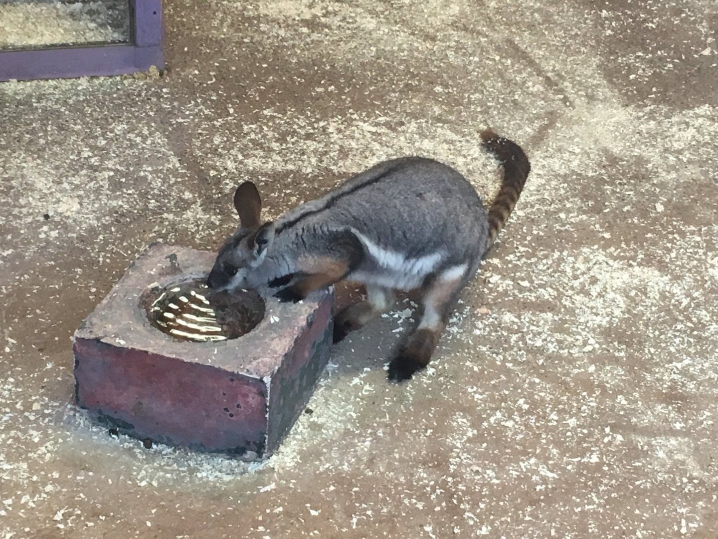 Yellow-footed Rock Wallaby 070117