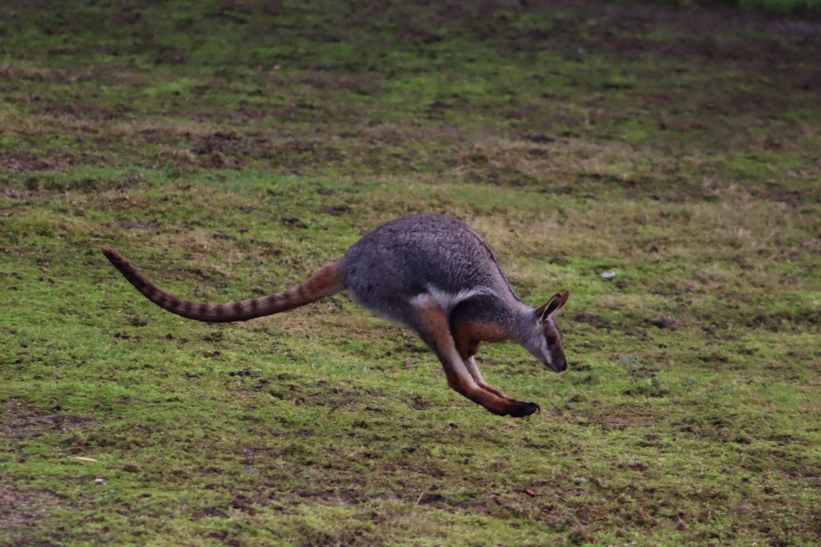 Yellow-footed Rock Wallaby - 19 January 2020