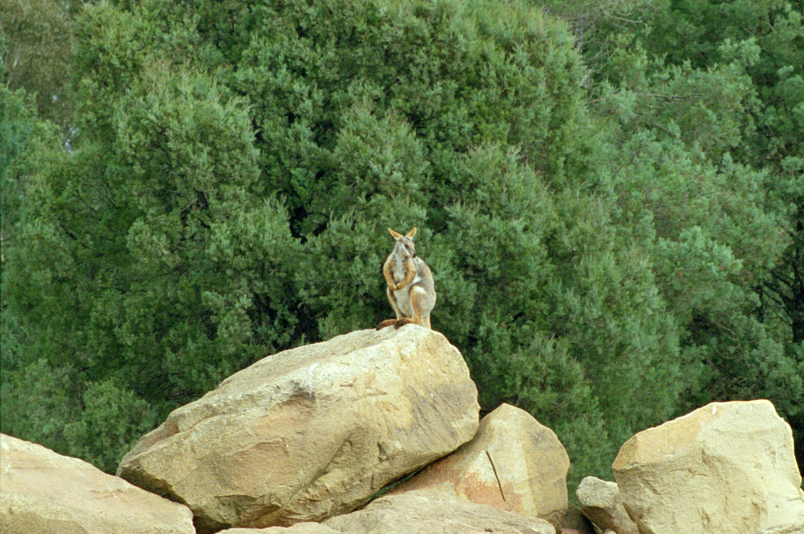 Yellow Footed Rock Wallaby - 1999