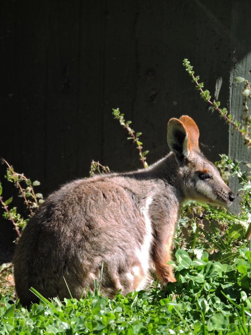 Yellow-footed rock-wallaby [2016]