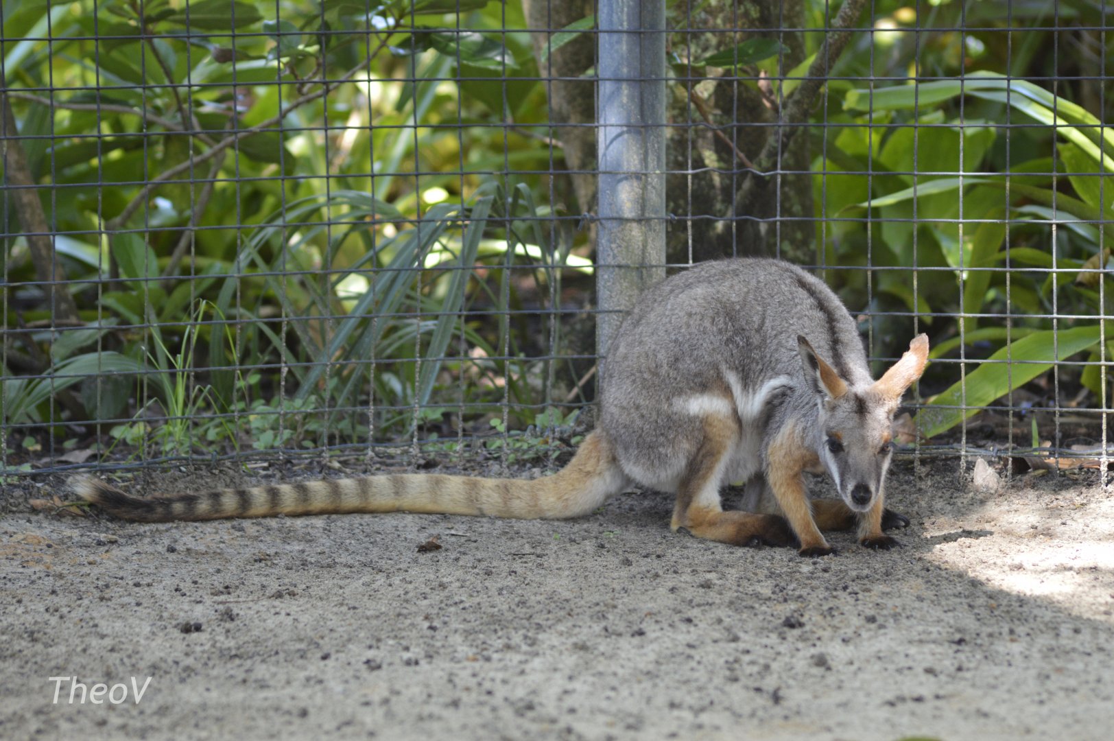 Yellow-footed rock-wallaby [2017]