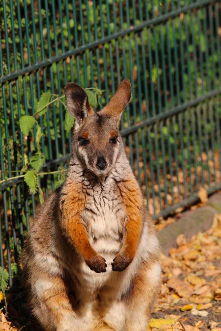 Yellow Footed Rock Wallaby- 4th September 2024