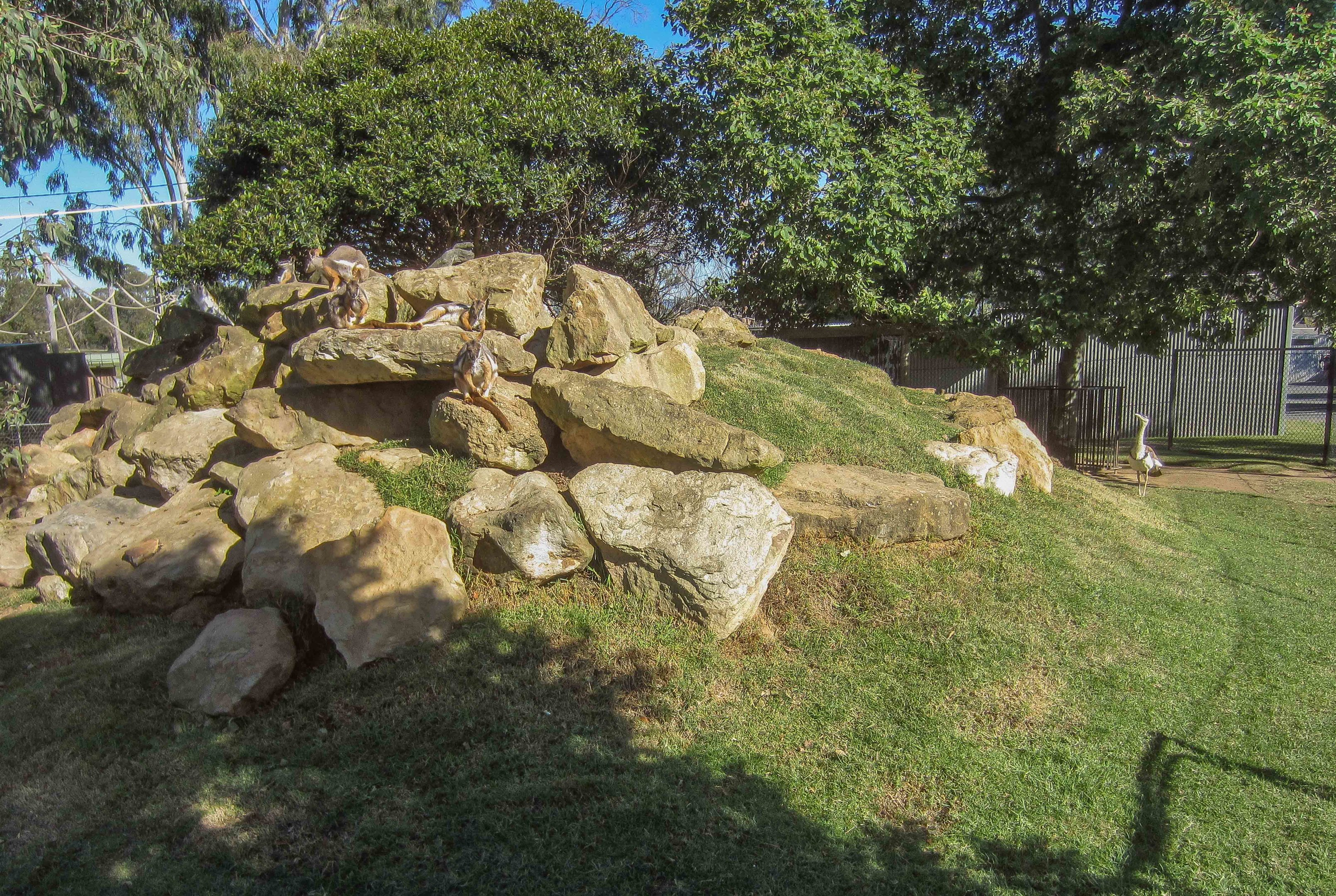 Yellow-footed Rock-wallaby and Bustard enclosure