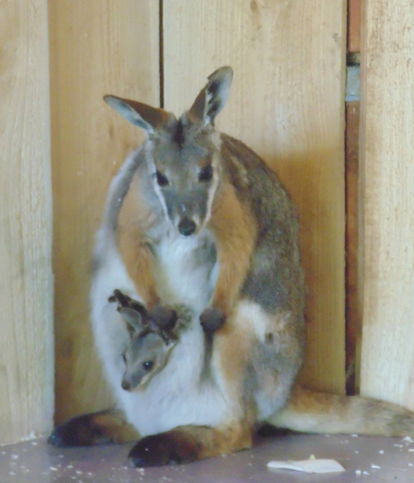 Yellow Footed Rock Wallaby and Joey