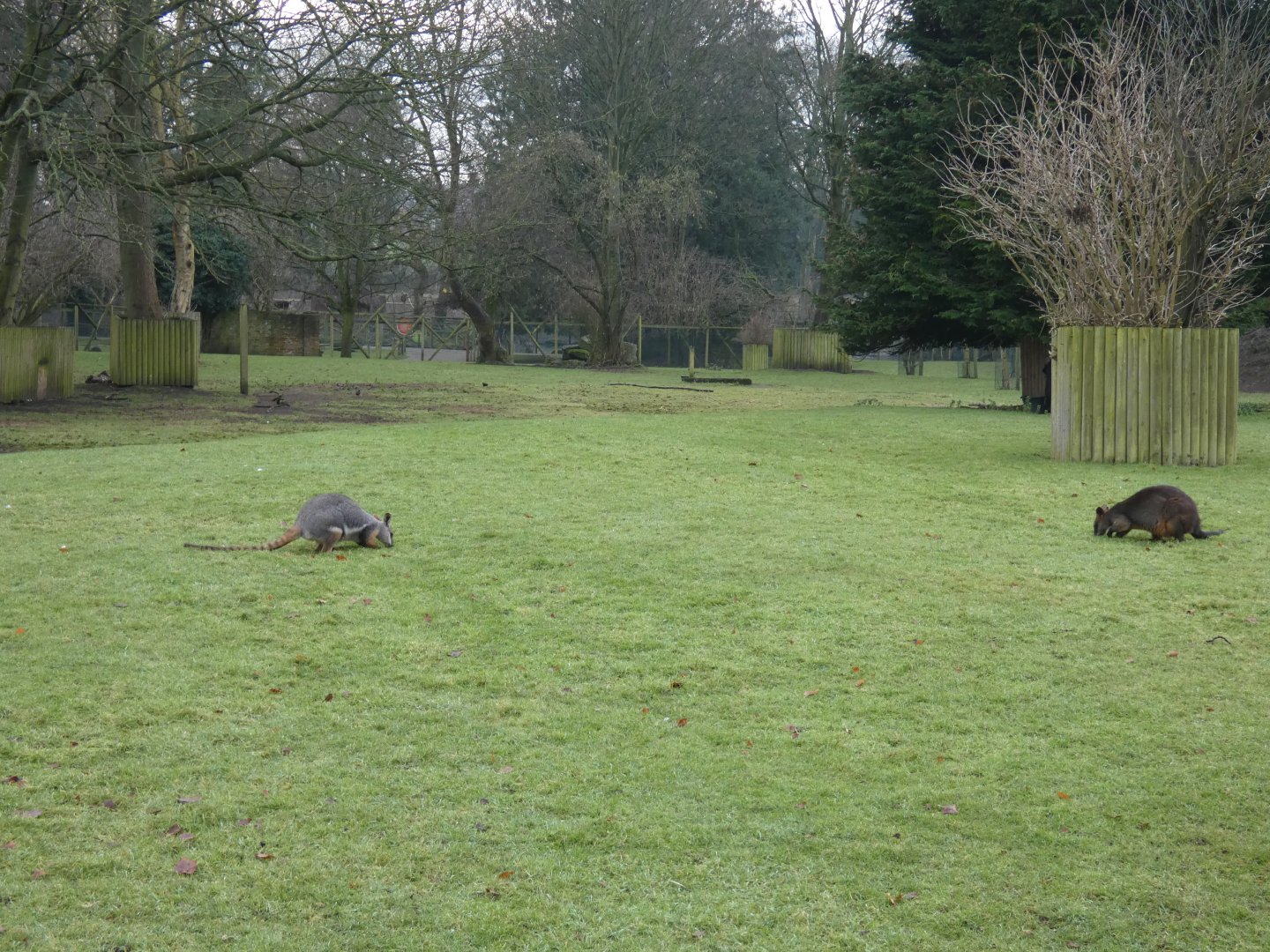 Yellow-footed rock wallaby and Swamp wallaby