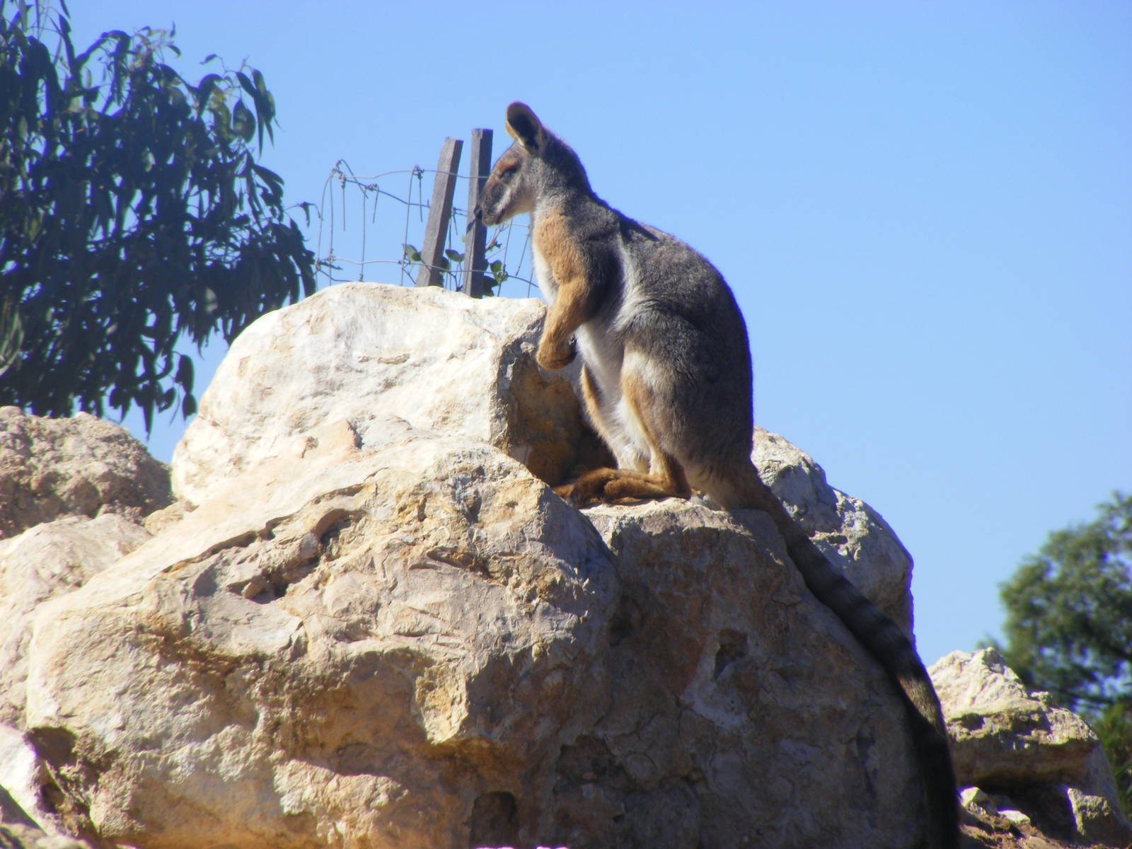 Yellow-footed Rock-wallaby - April, 2010