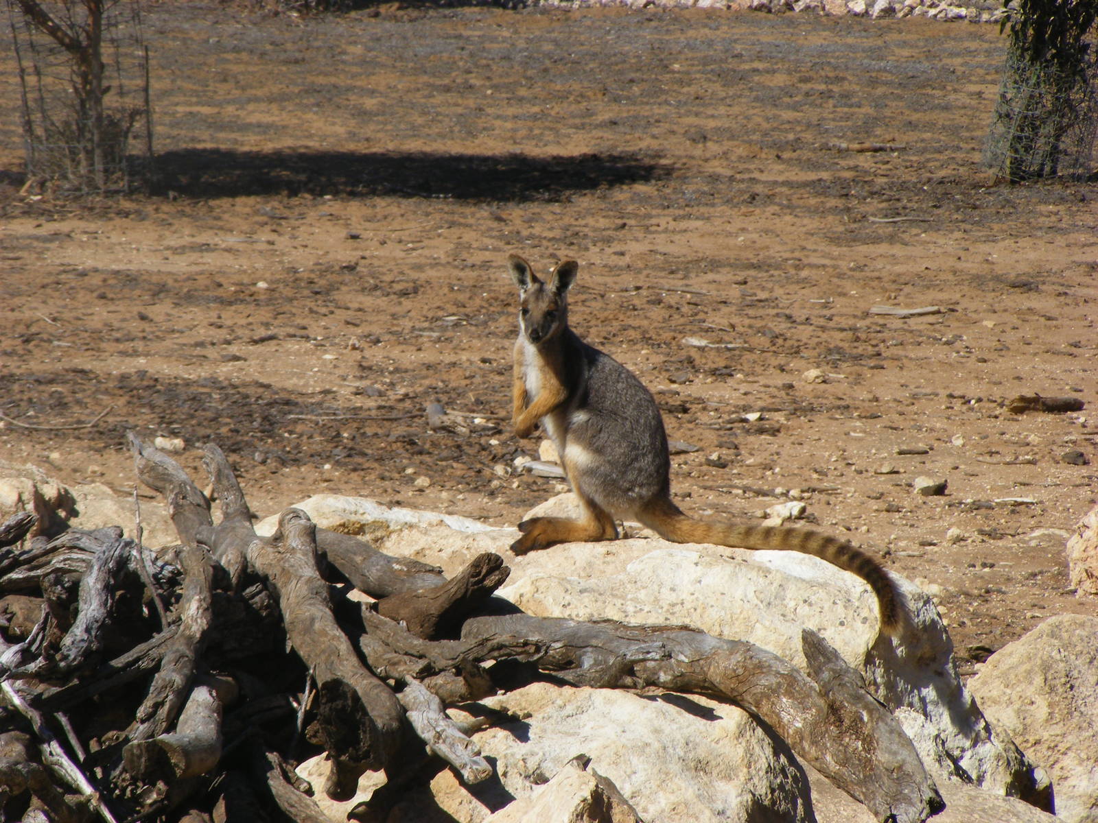 Yellow-footed Rock-wallaby - April, 2010