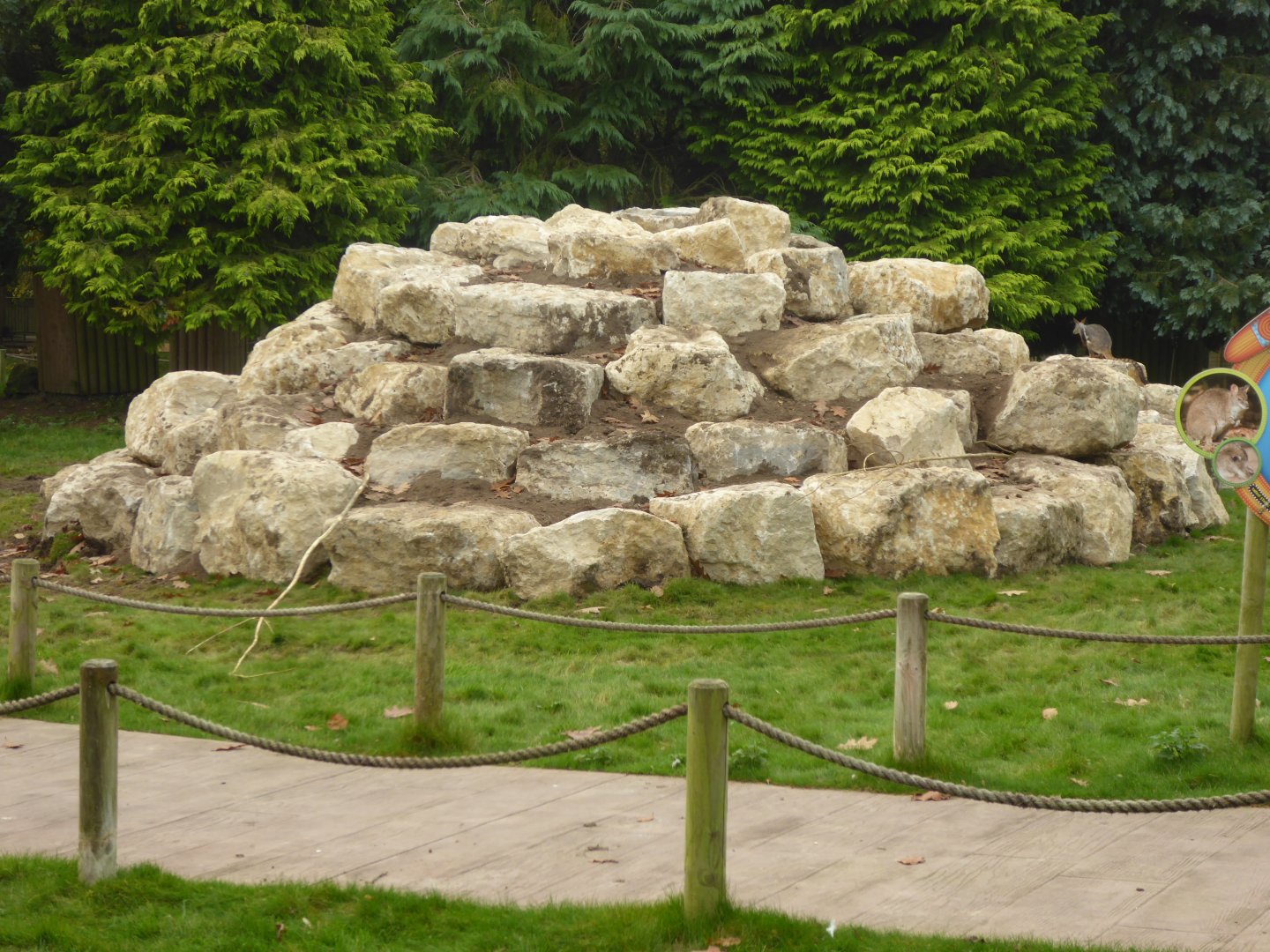 Yellow-footed Rock Wallaby area, 16th October 2017