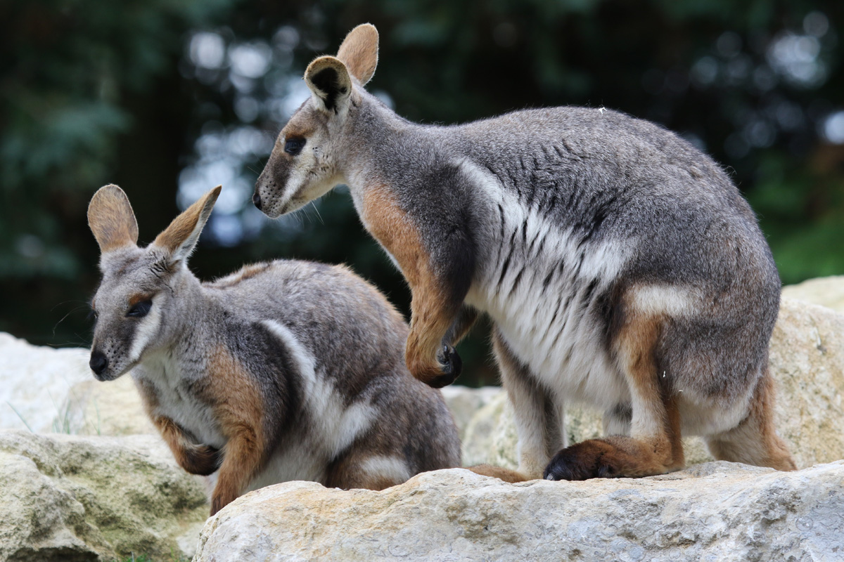 Yellow-footed Rock Wallaby at Flamingo Land 15/09/2018