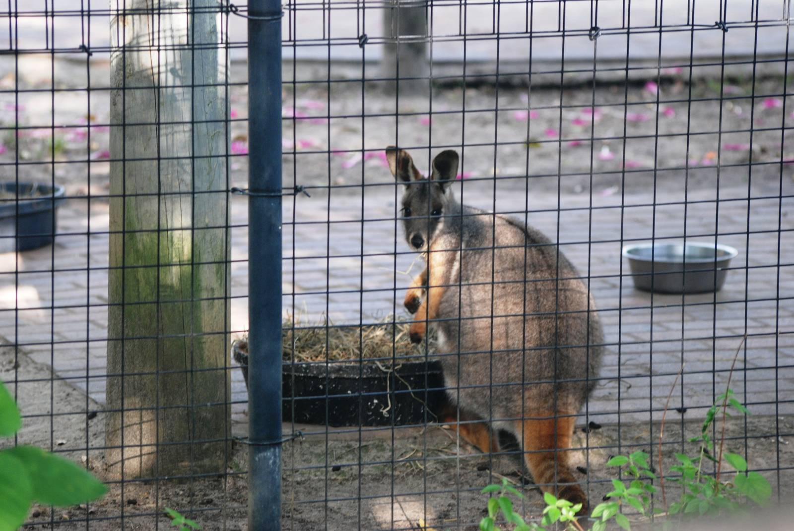 Yellow-footed Rock Wallaby at Lowry Park, 13/10/13