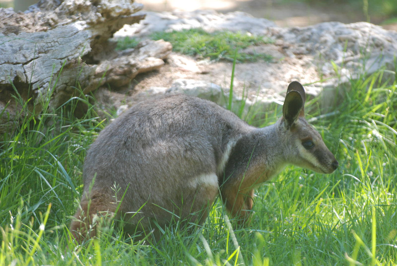 Yellow-footed Rock Wallaby at Madrid Zoo Aquarium, 26/05/11