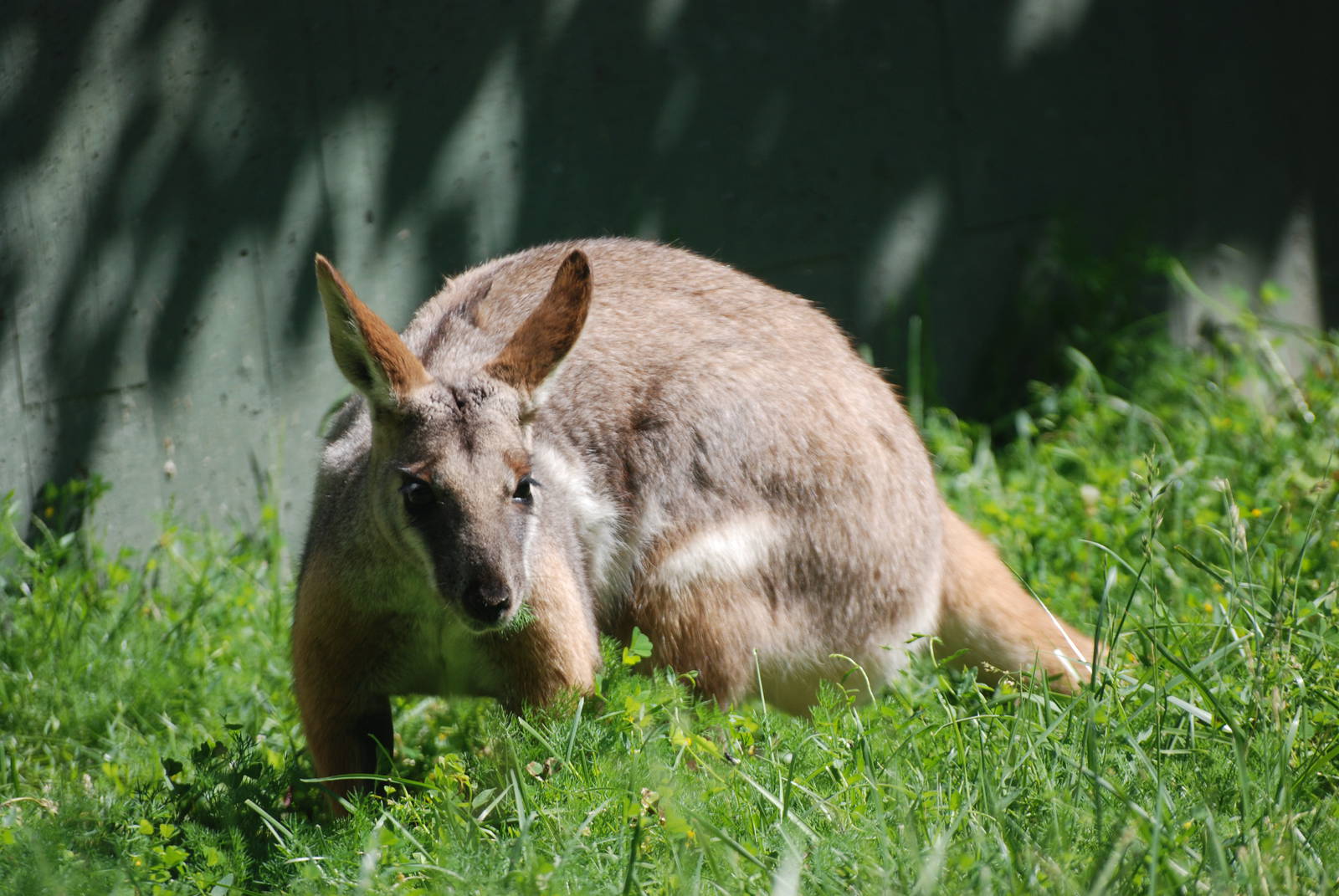 Yellow-footed Rock Wallaby at Madrid Zoo Aquarium, 26/05/11