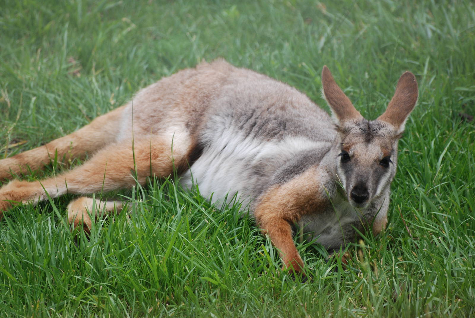 Yellow-footed Rock Wallaby at Madrid Zoo Aquarium, 26/05/11