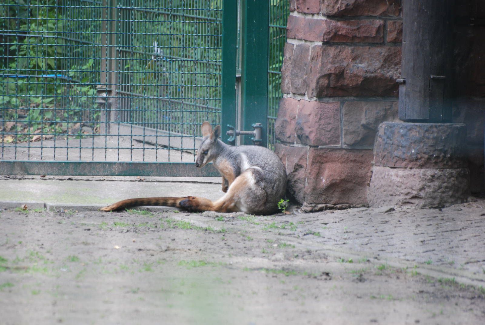 Yellow-footed Rock Wallaby at Tierpark Berlin, 30/08/11