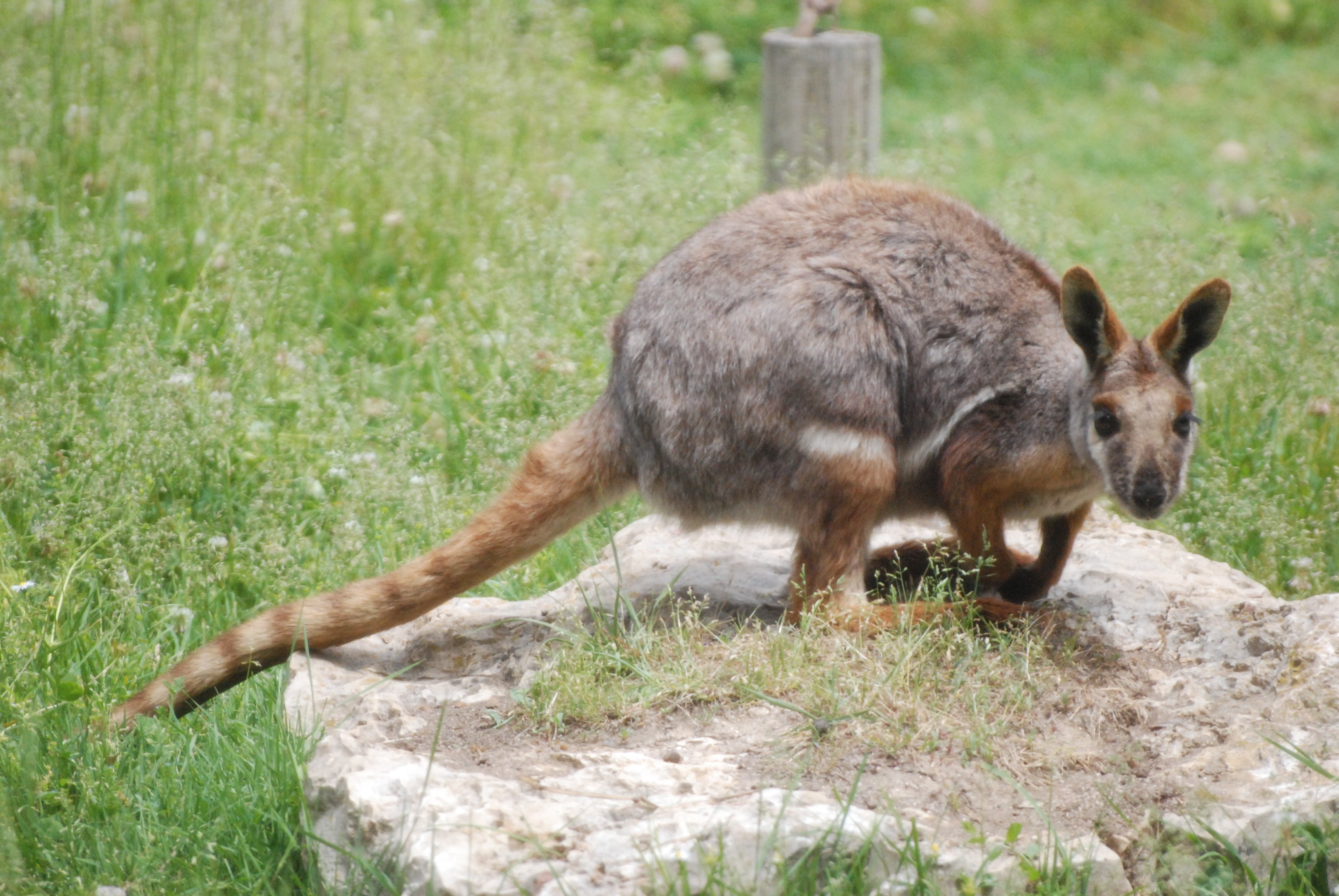 Yellow-footed Rock Wallaby at Zoo Aquarium de Madrid, 20th May 2022