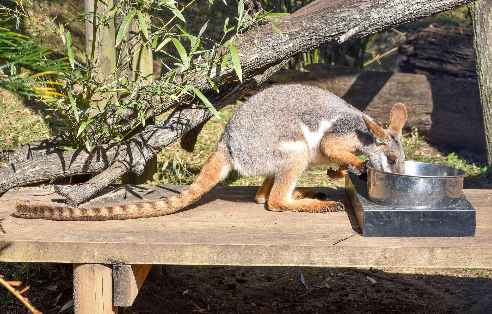 Yellow-footed Rock-Wallaby breakfast