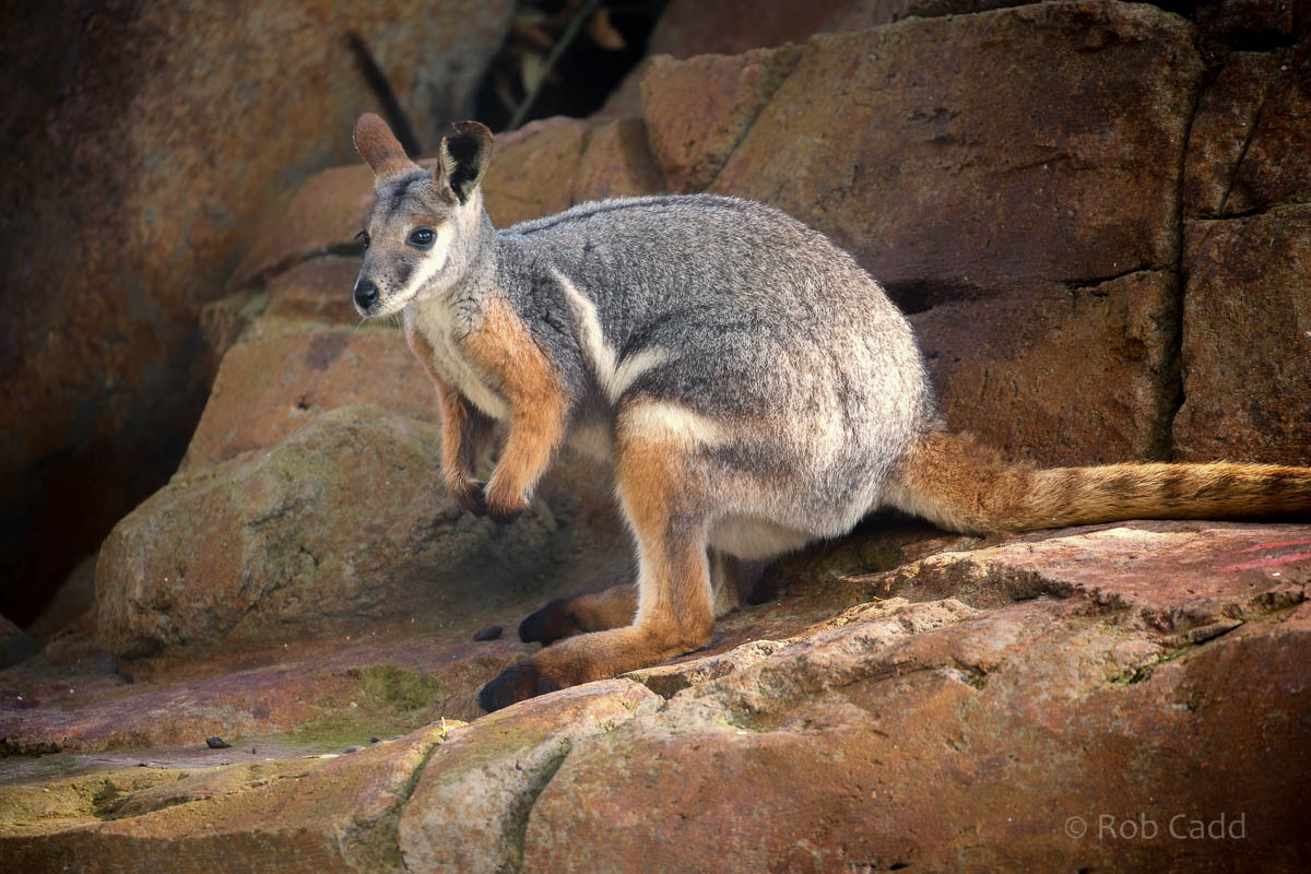 Yellow-footed rock wallaby : Bristol : 22 Sep 2015