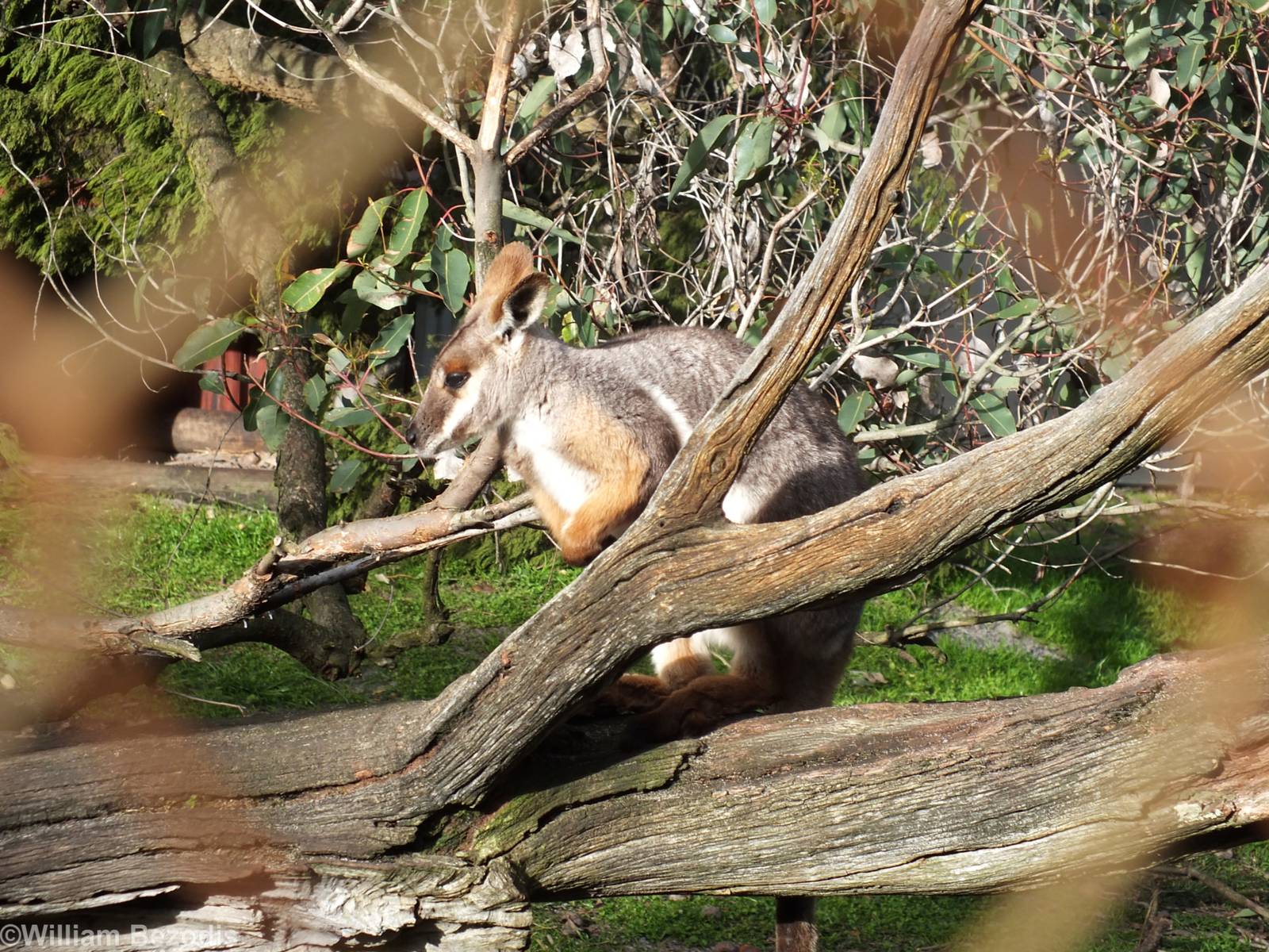 Yellow-footed Rock-wallaby - Caversham Wildlife Park