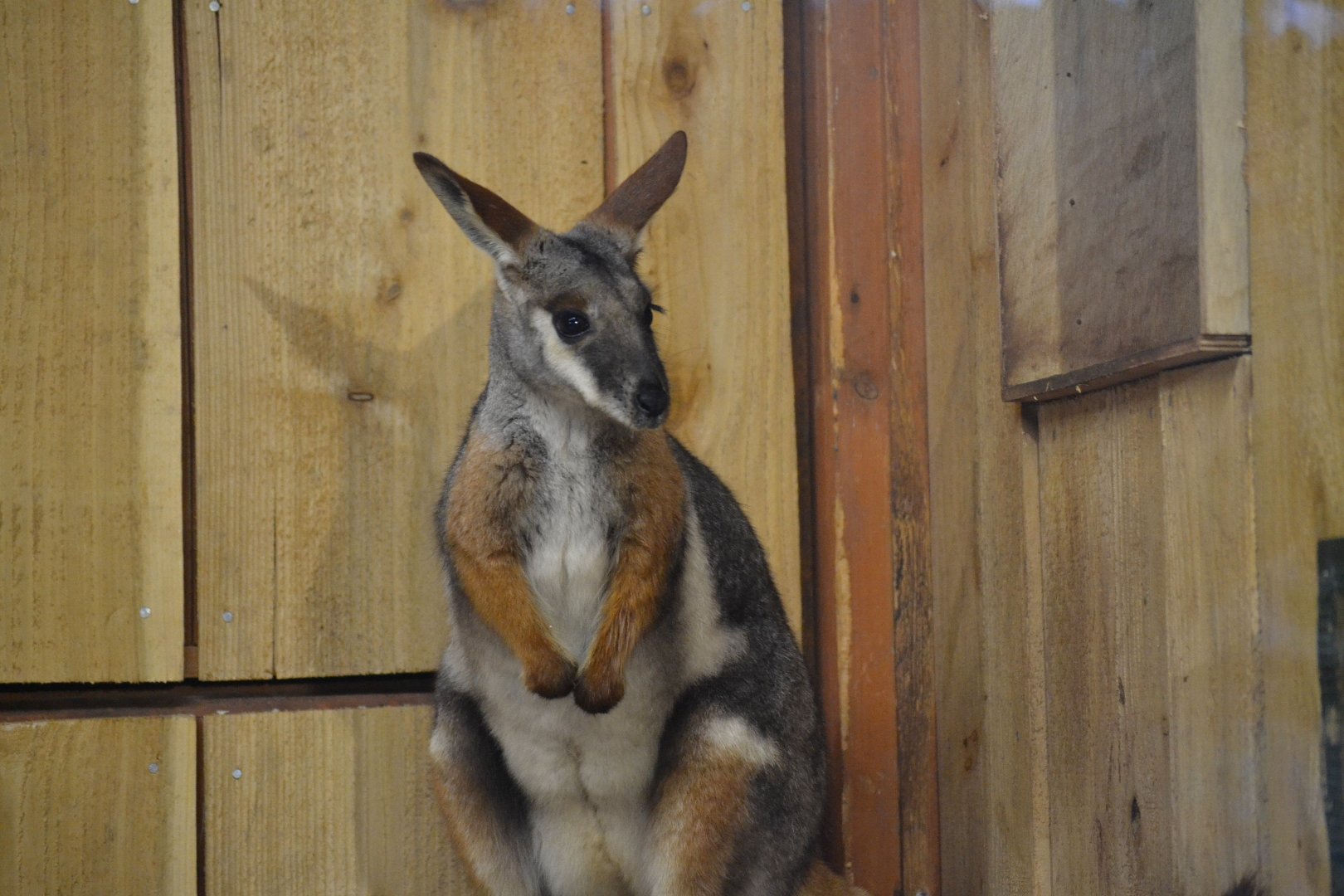 Yellow Footed Rock Wallaby - December 2015