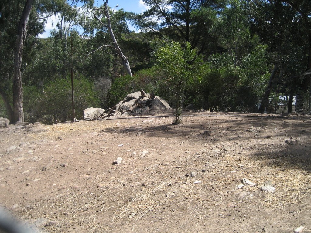 Yellow-footed Rock Wallaby enclosure