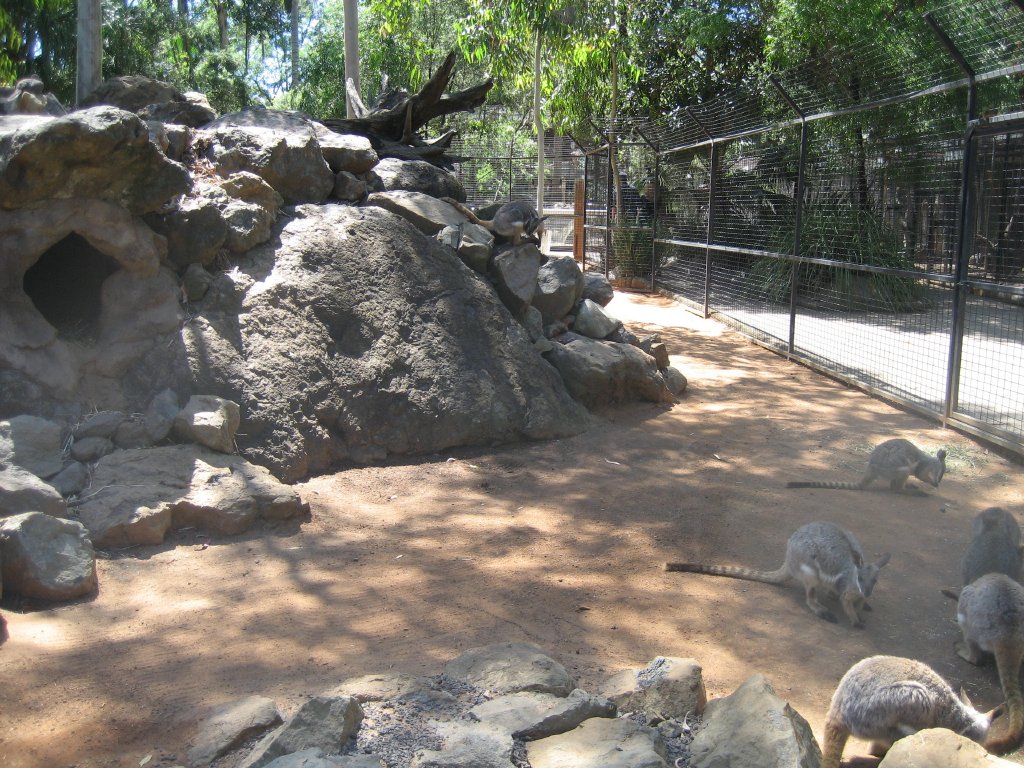 Yellow-footed Rock Wallaby enclosure