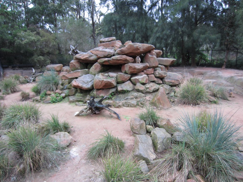 Yellow-footed Rock Wallaby enclosure