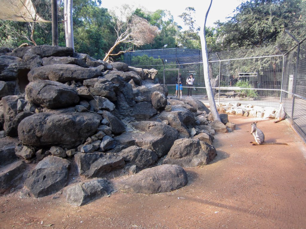 Yellow-footed Rock Wallaby enclosure