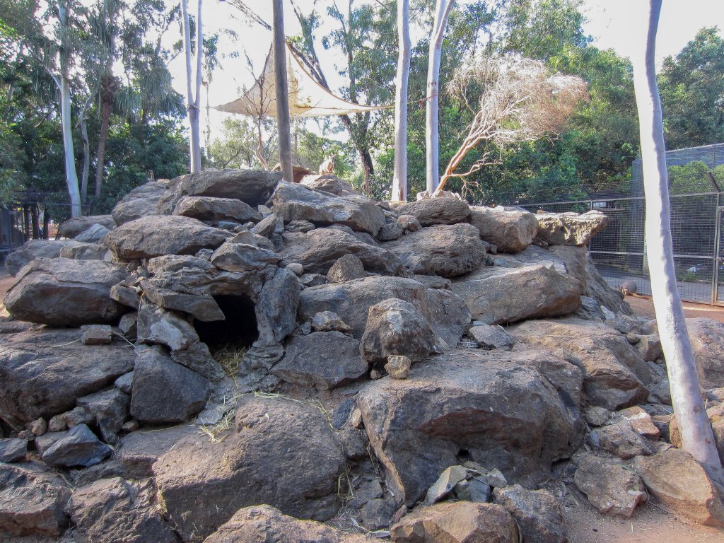 Yellow-footed Rock Wallaby enclosure
