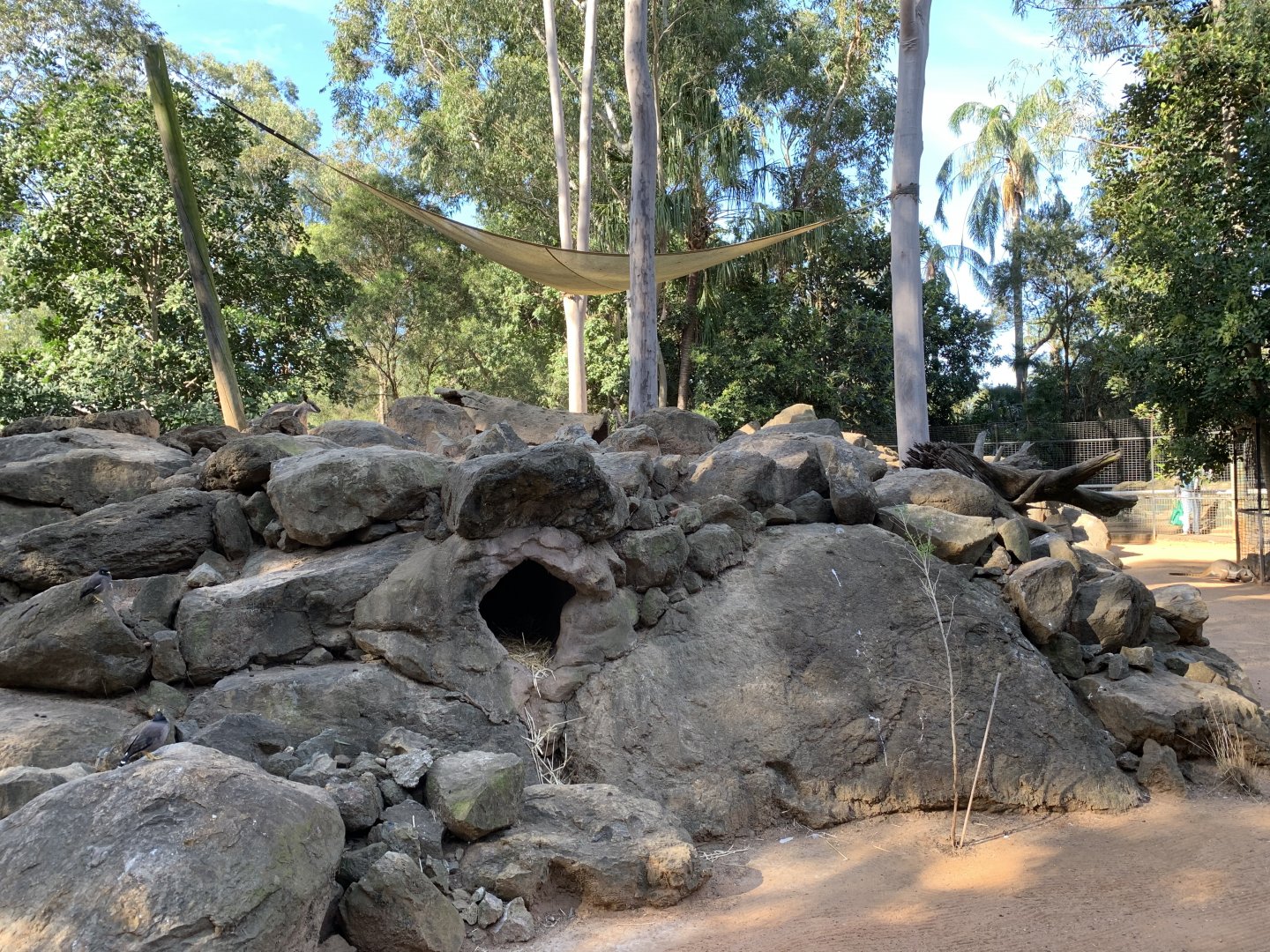 Yellow-footed Rock Wallaby Enclosure