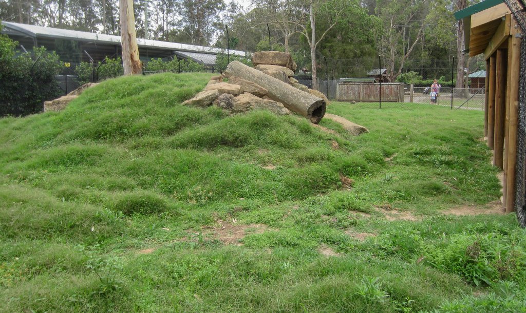 Yellow-footed Rock Wallaby enclosure