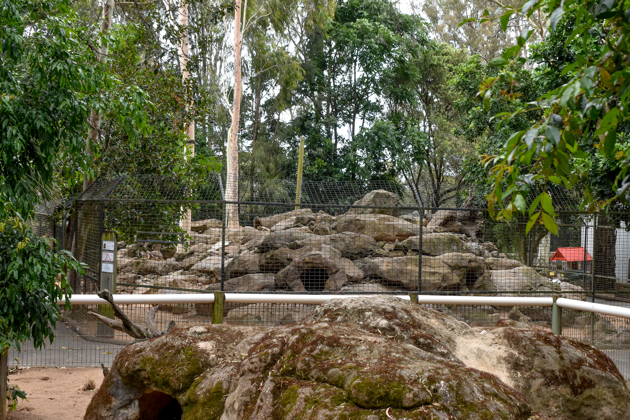 Yellow-footed Rock-Wallaby Enclosure