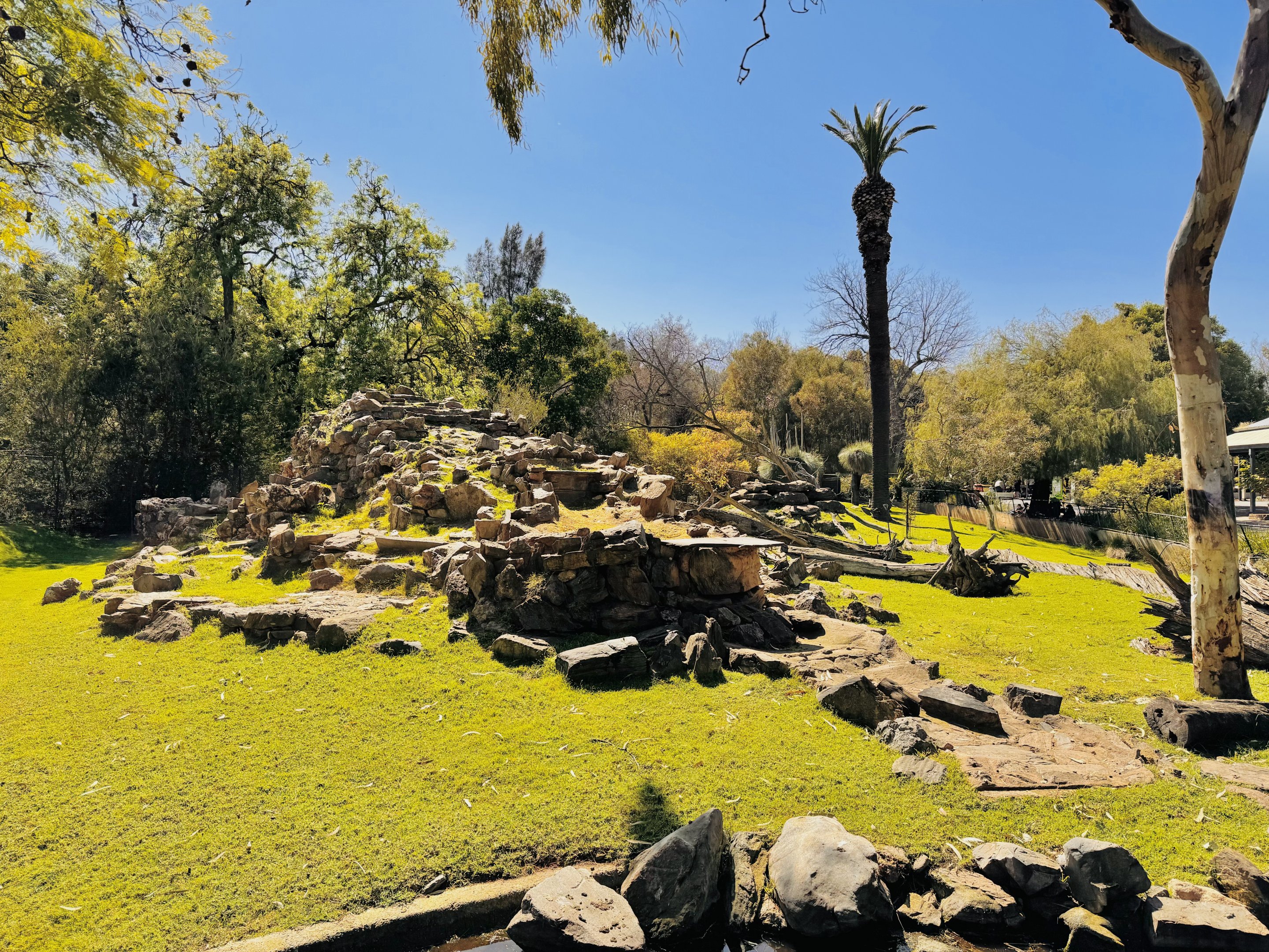 Yellow-footed rock-wallaby enclosure