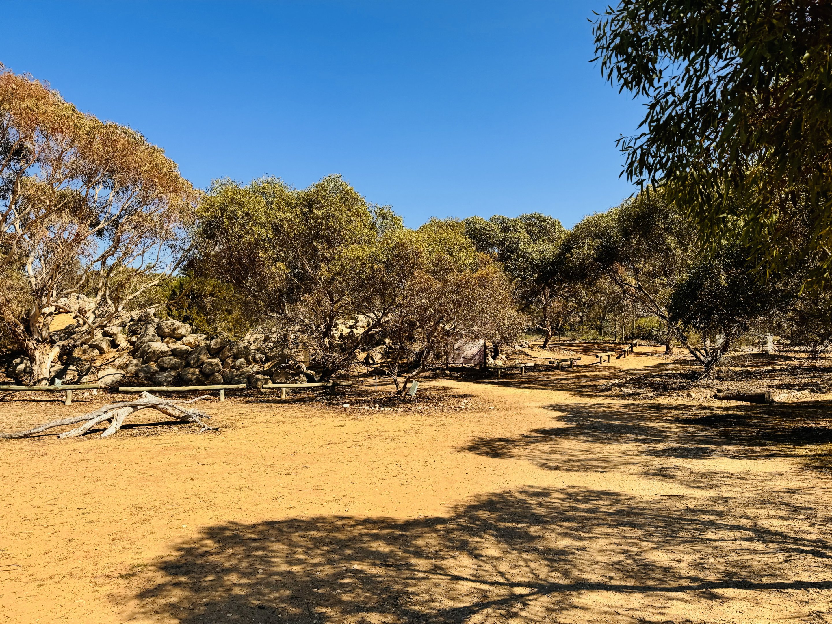 Yellow-footed rock wallaby enclosure
