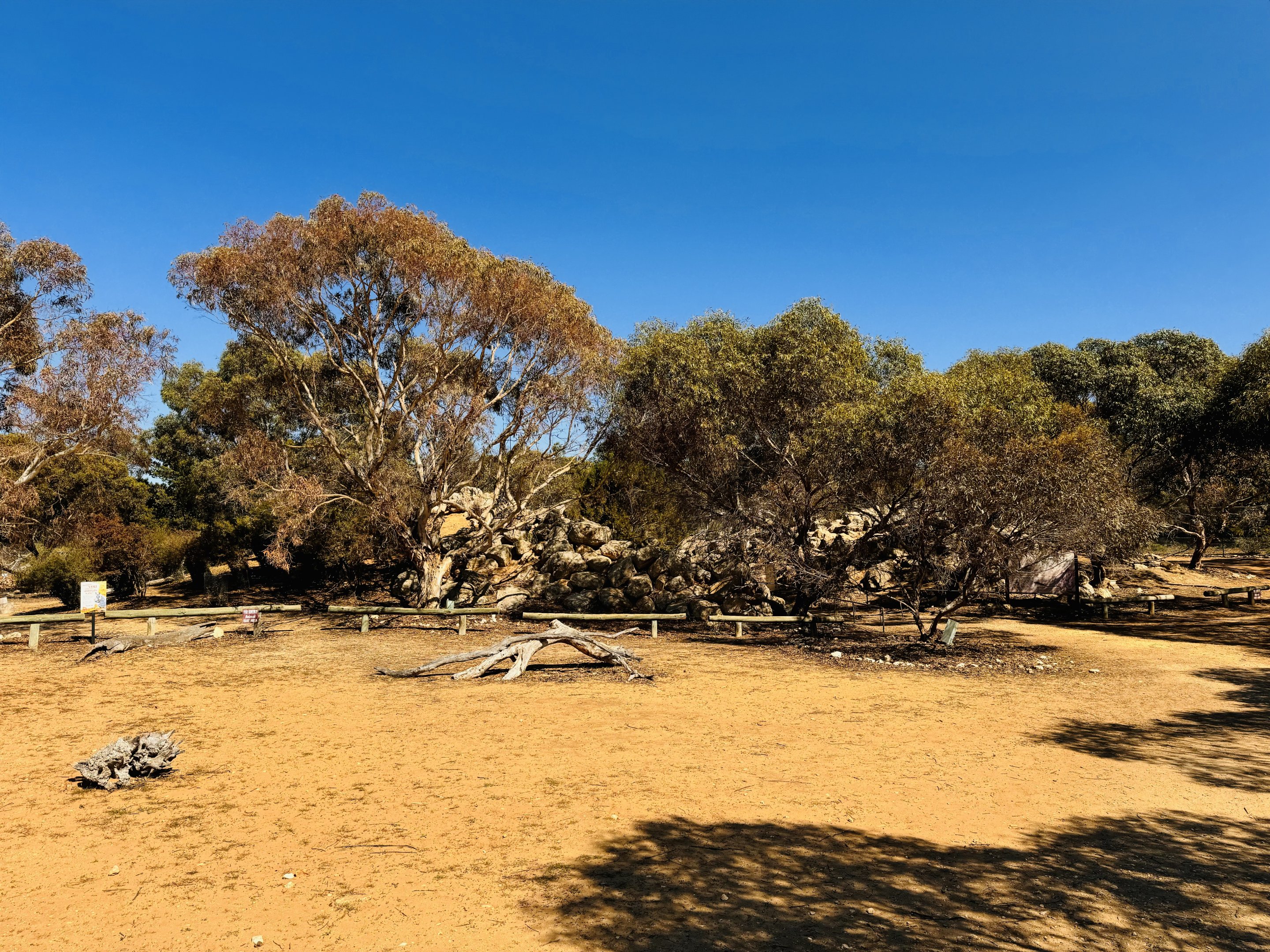 Yellow-footed rock wallaby enclosure