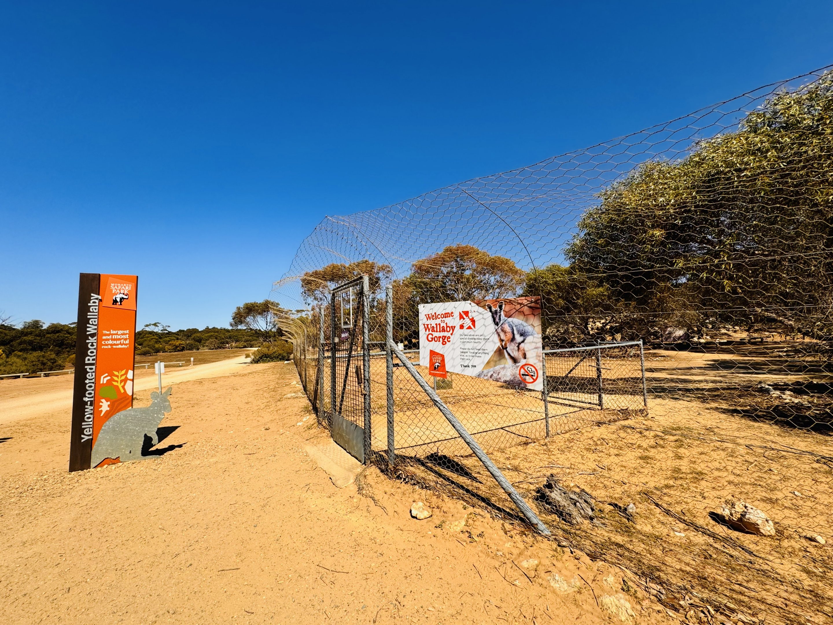 Yellow-footed rock wallaby enclosure