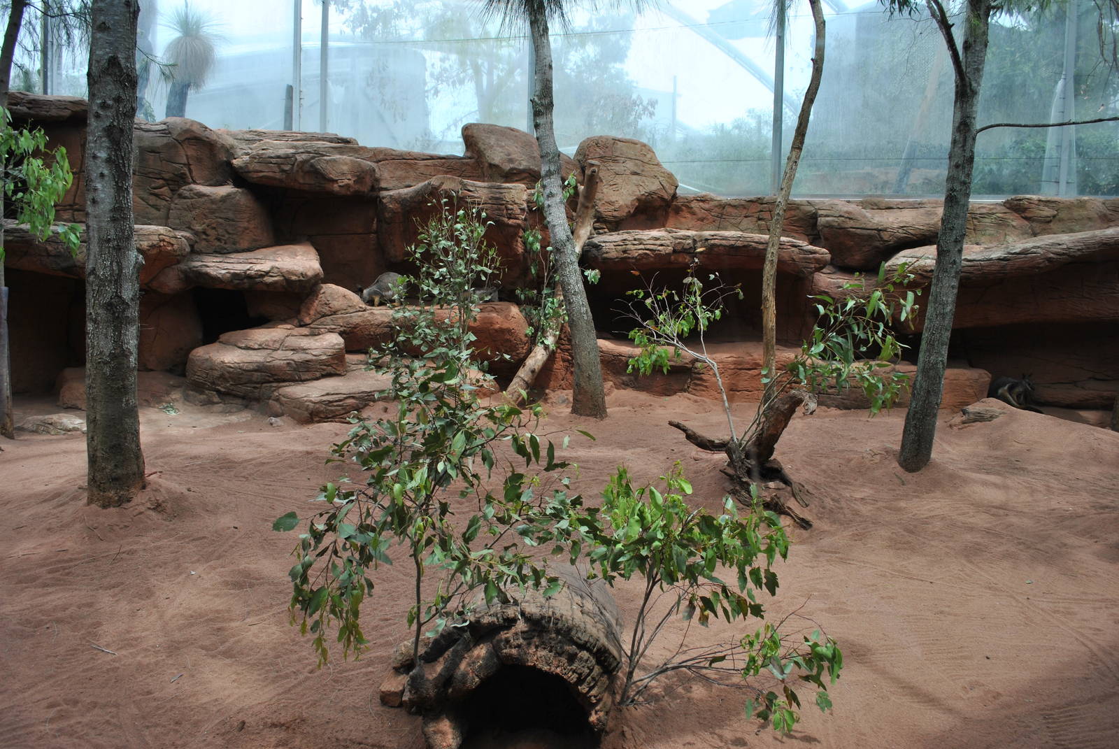 Yellow-footed Rock Wallaby Exhibit 11/2012