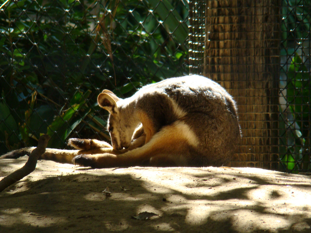 Yellow-footed Rock Wallaby exhibit at the Los Angeles Zoo