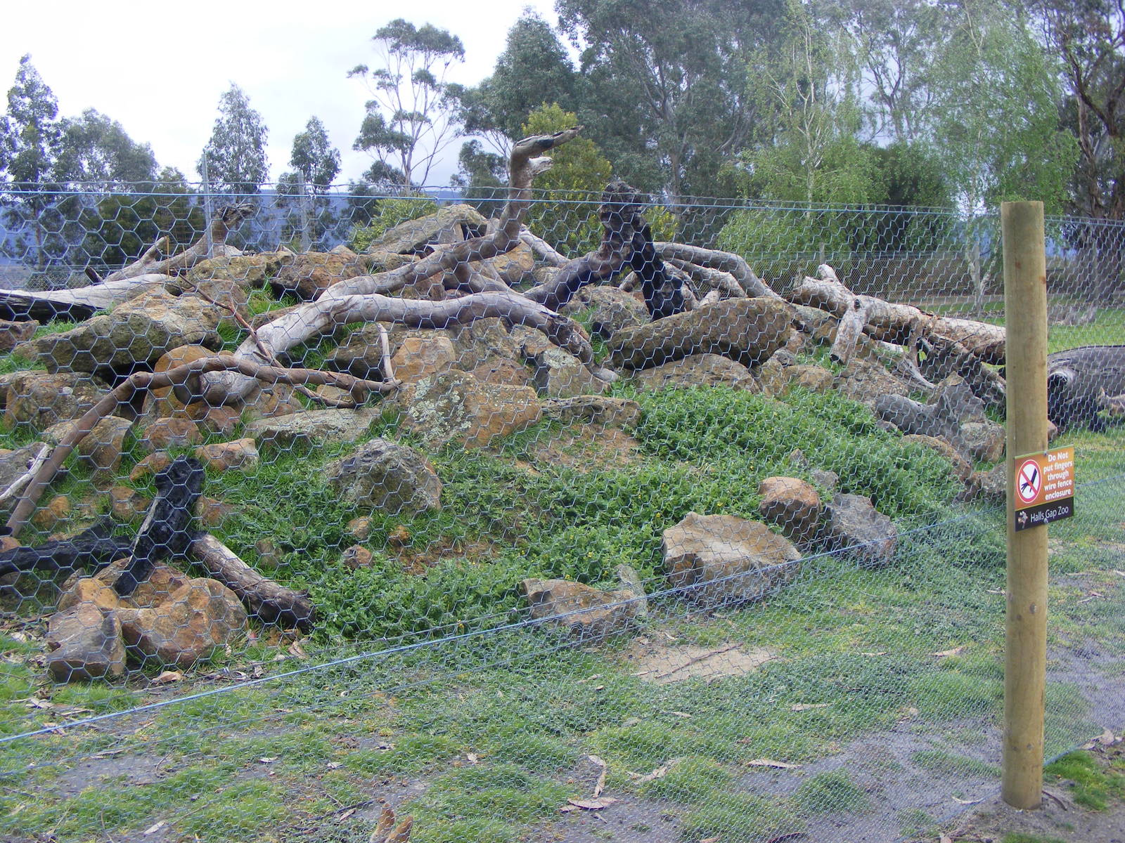 Yellow-footed Rock Wallaby Exhibit - September, 2009