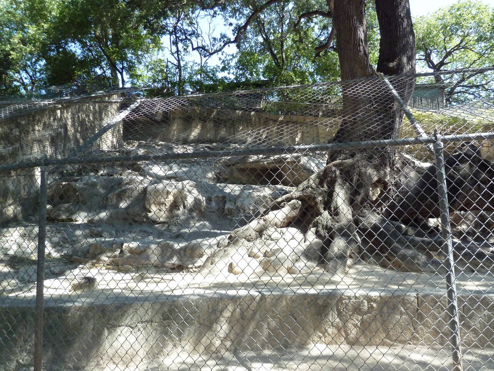 Yellow-Footed Rock Wallaby Exhibit