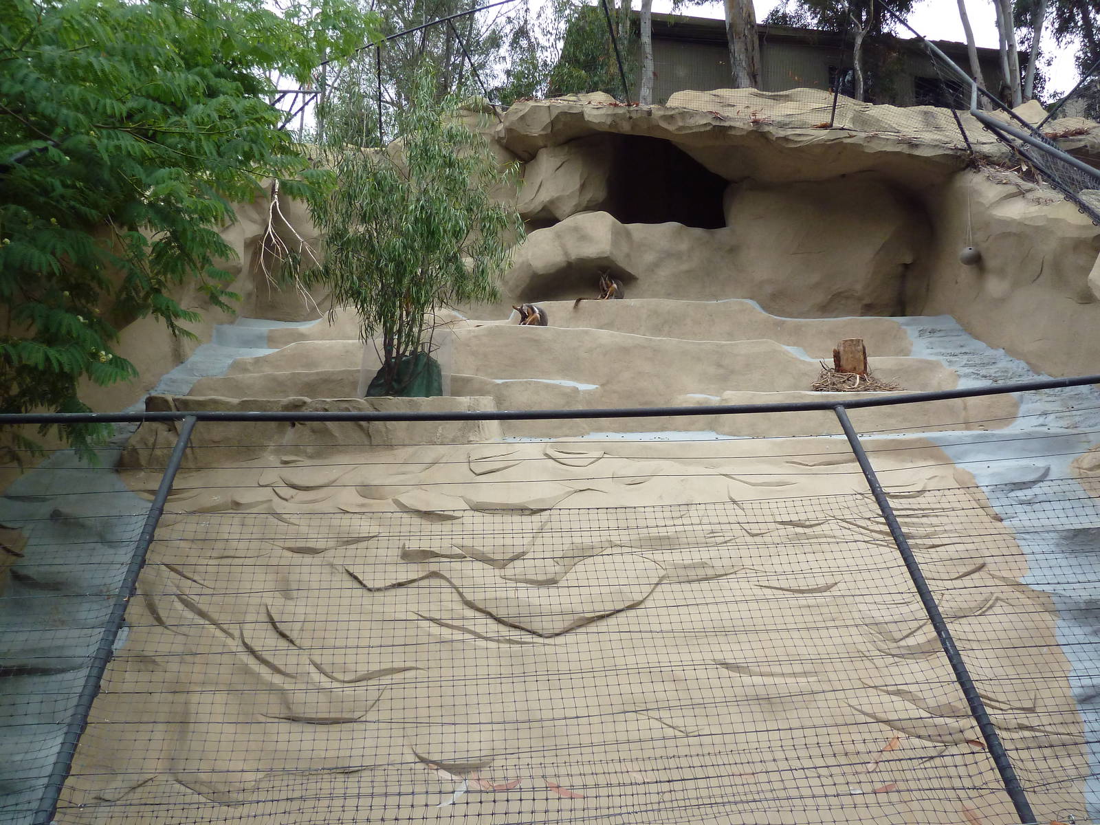 Yellow-Footed Rock Wallaby Exhibit