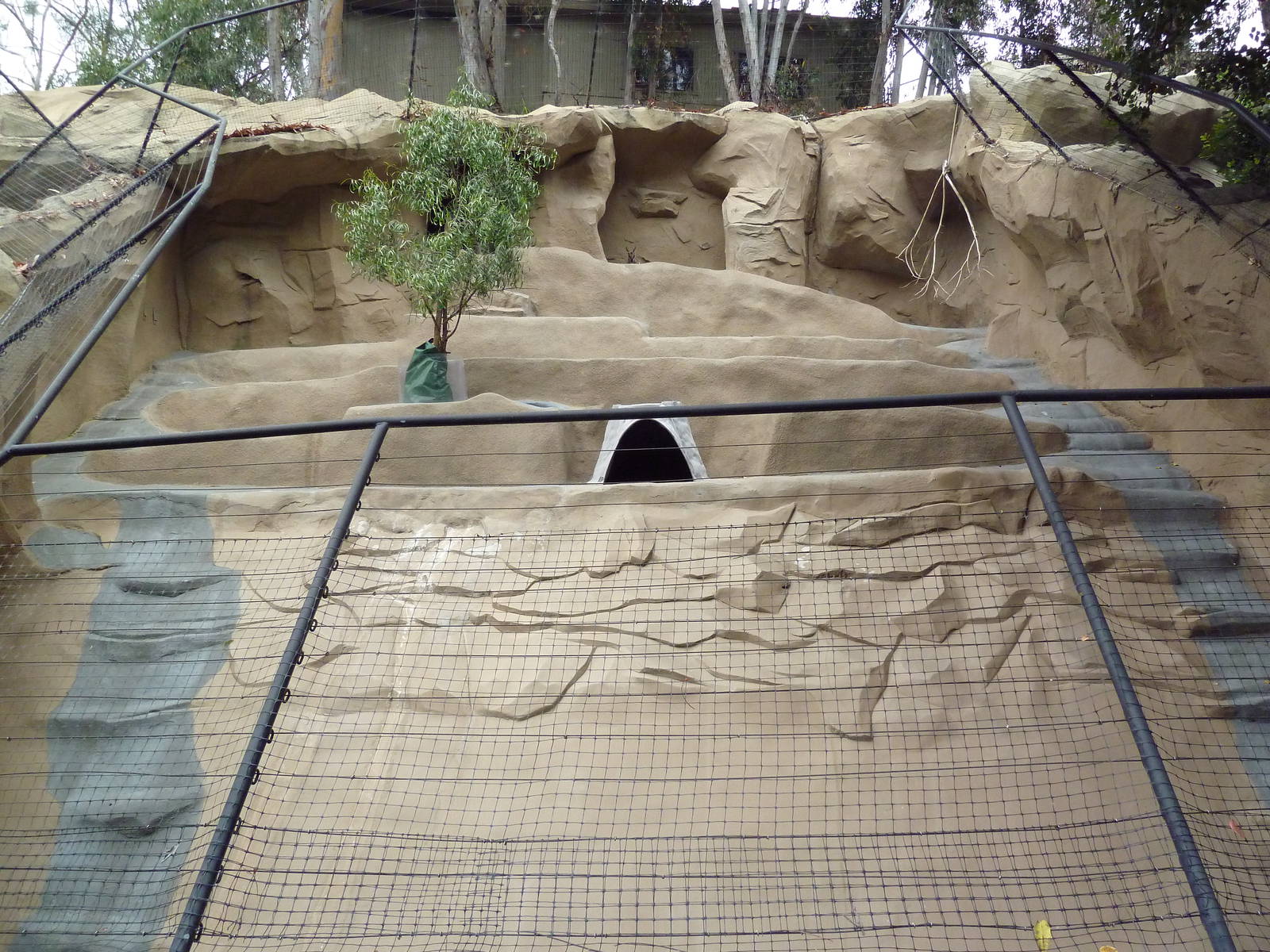 Yellow-Footed Rock Wallaby Exhibit
