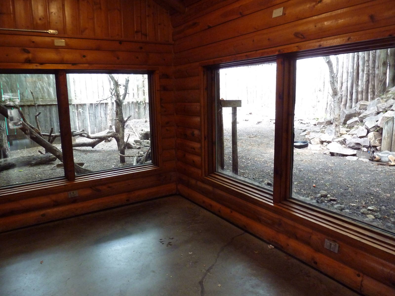 Yellow-Footed Rock Wallaby Exhibit