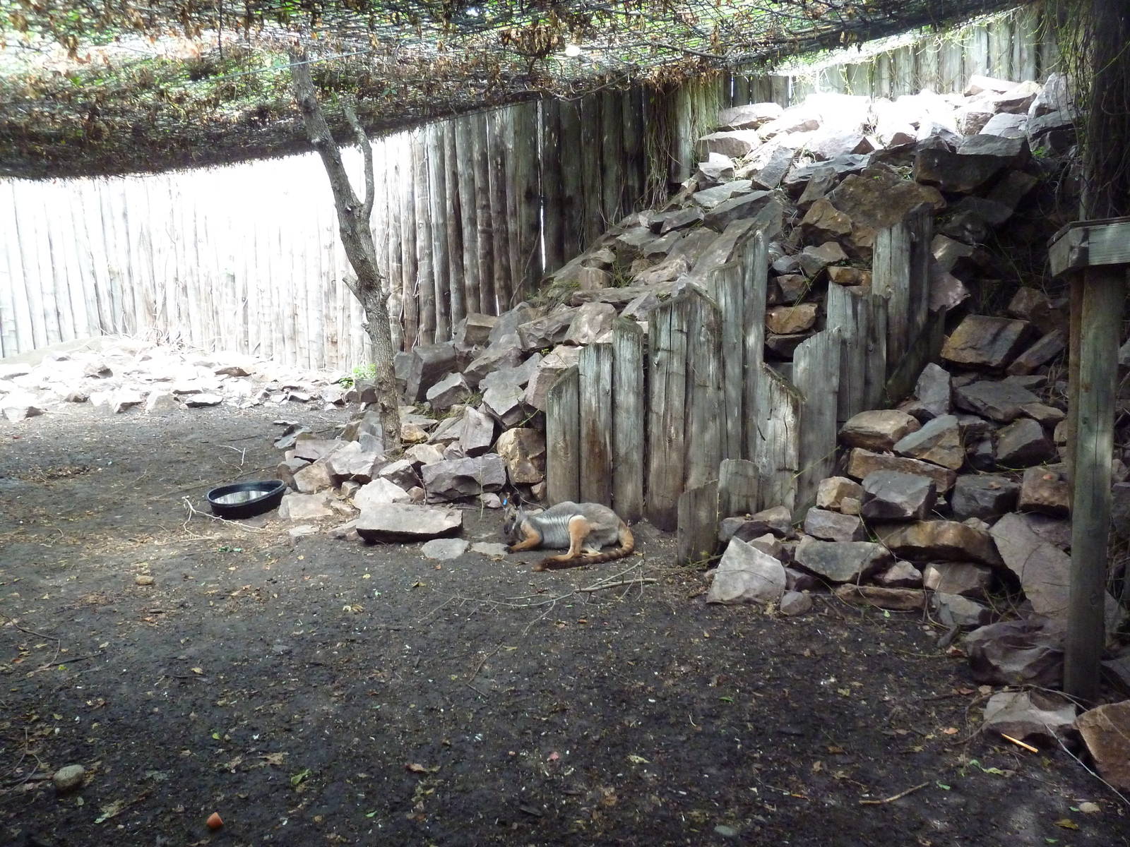 Yellow-Footed Rock Wallaby Exhibit